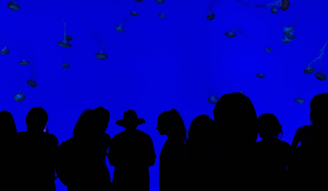 Silhouette of people in front of a blue aquarium - The concept and application of the 'hero image' in web design - Image