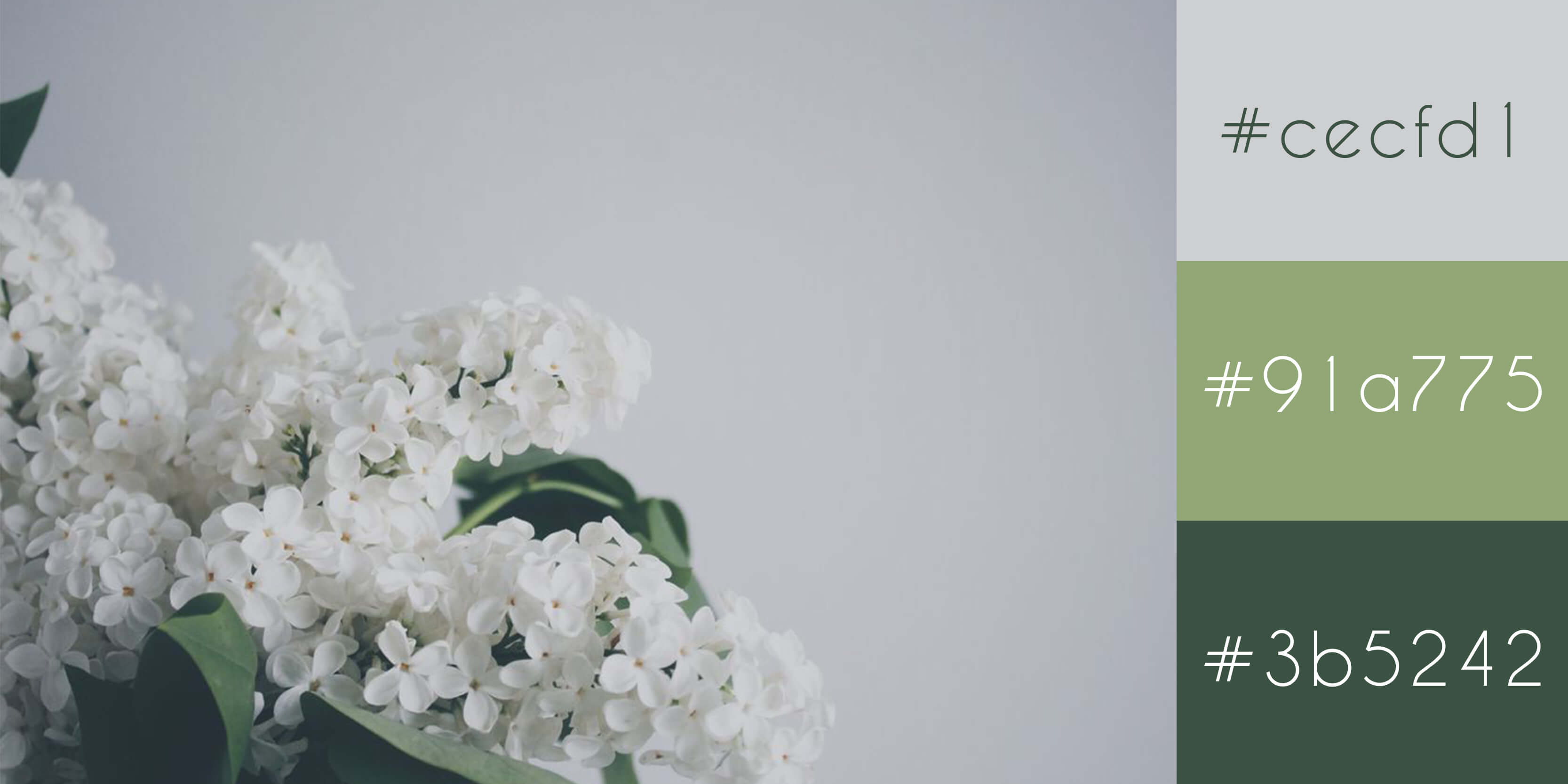 White flowers that has green leaves with hex values - How to create a perfect modern color scheme for your website - Image